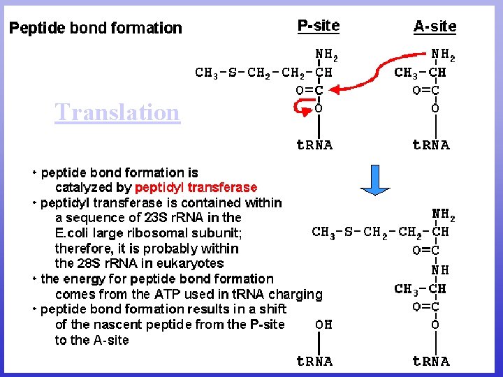 Translation Translation