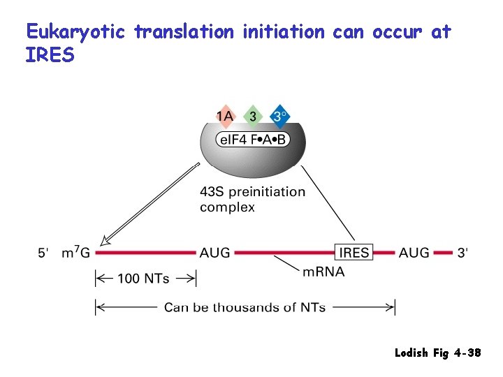 Eukaryotic translation initiation can occur at IRES Lodish Fig 4 -38 