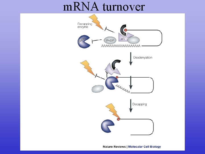 m. RNA turnover 