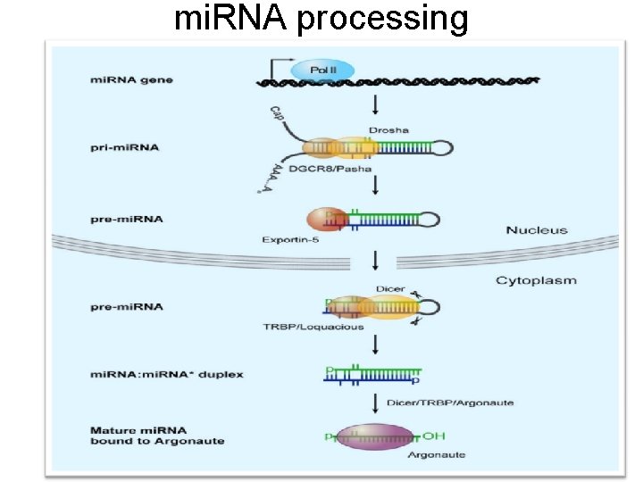 mi. RNA processing 