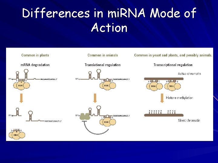 Differences in mi. RNA Mode of Action 