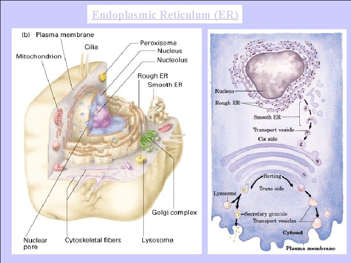 Endoplasmic Reticulum (ER) 