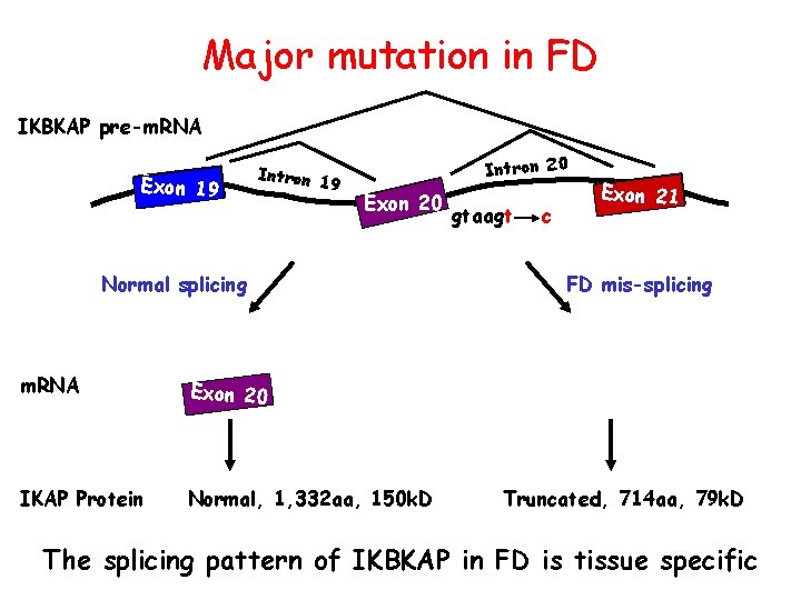 Major mutation in FD IKBKAP pre-m. RNA Exon 1 9 Intron 20 Exon 20