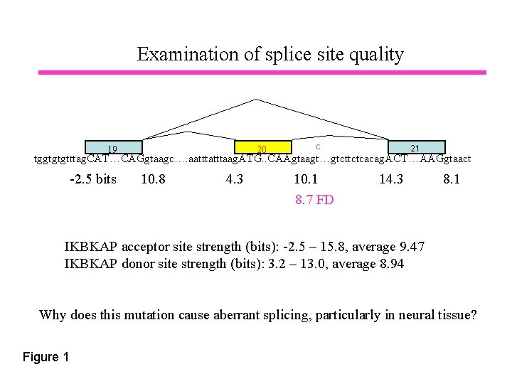 Examination of splice site quality 19 20 c 21 tggtgtgtttag. CAT…CAGgtaagc…. aatttaag. ATG. .