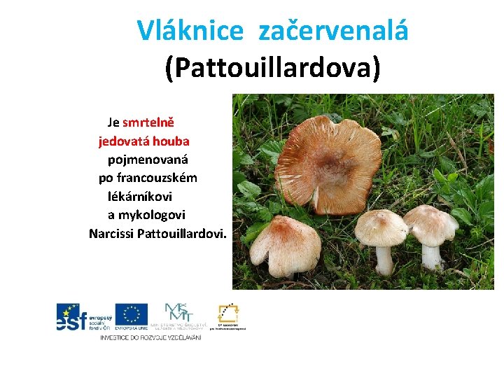 Vláknice začervenalá (Pattouillardova) Je smrtelně jedovatá houba pojmenovaná po francouzském lékárníkovi a mykologovi Narcissi