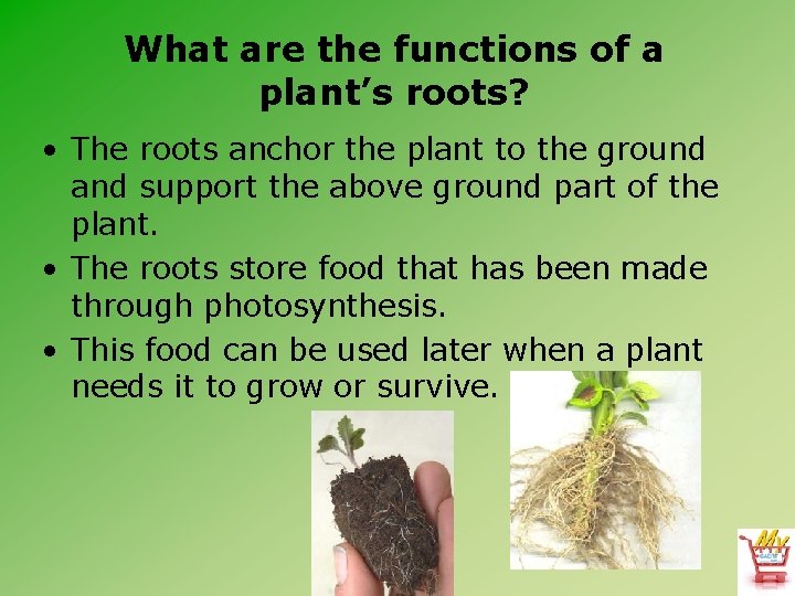 What are the functions of a plant’s roots? • The roots anchor the plant