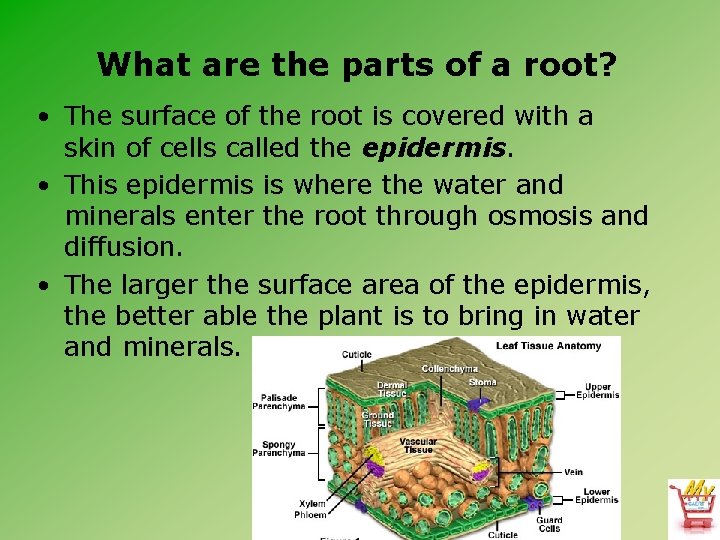 What are the parts of a root? • The surface of the root is