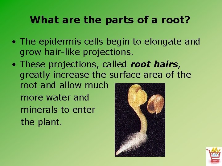 What are the parts of a root? • The epidermis cells begin to elongate