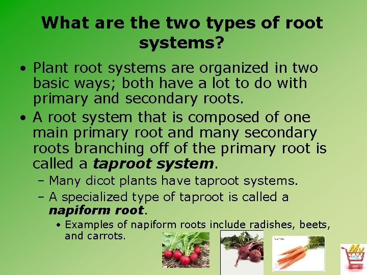 What are the two types of root systems? • Plant root systems are organized