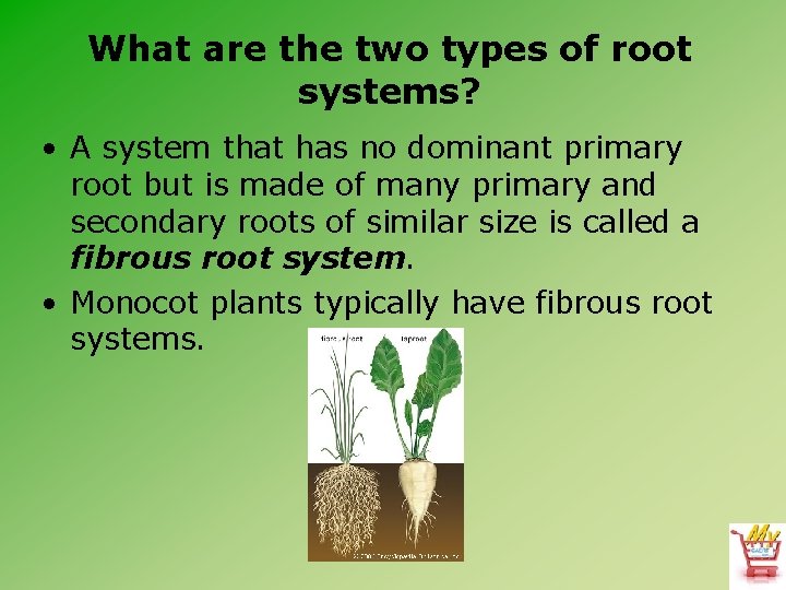 What are the two types of root systems? • A system that has no