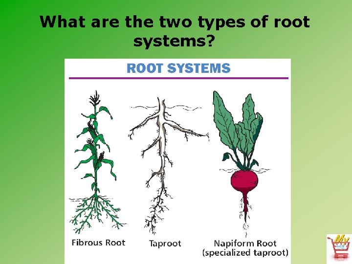 What are the two types of root systems? 