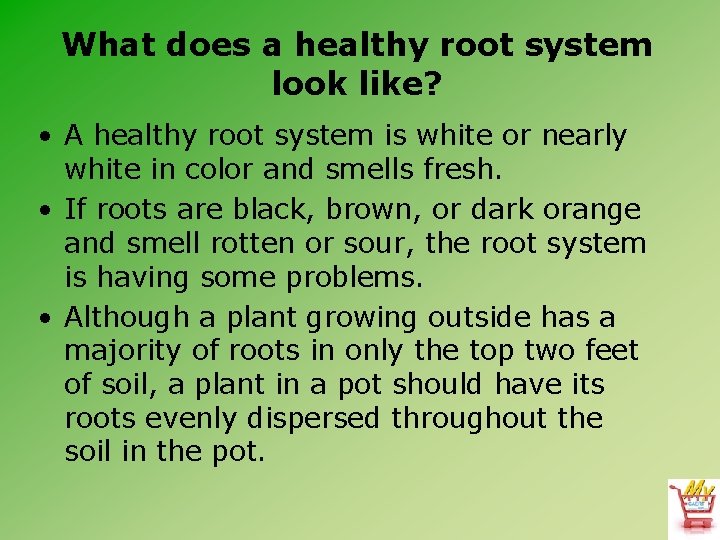 What does a healthy root system look like? • A healthy root system is