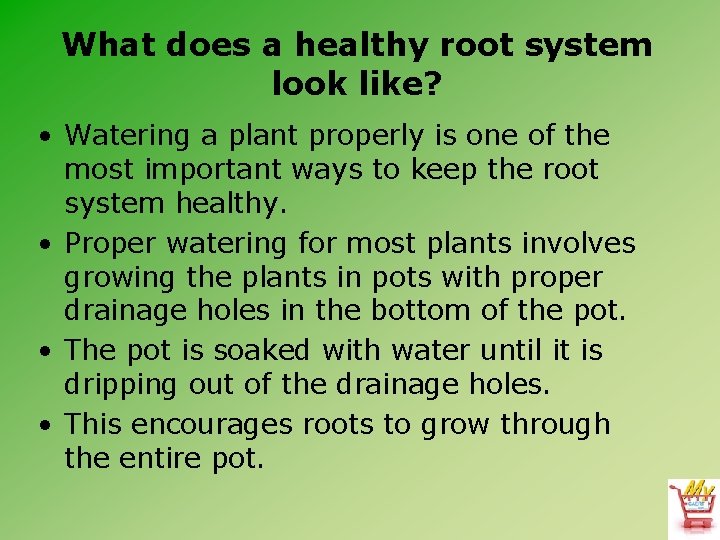 What does a healthy root system look like? • Watering a plant properly is