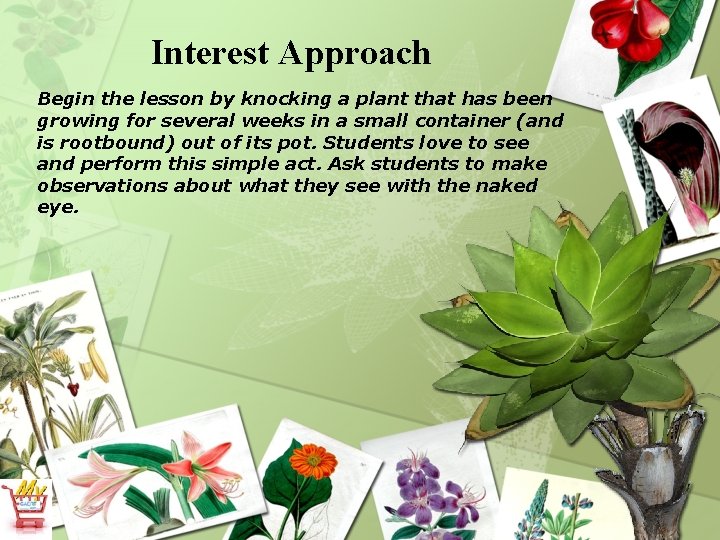 Interest Approach Begin the lesson by knocking a plant that has been growing for