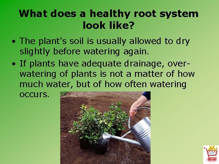 What does a healthy root system look like? • The plant’s soil is usually