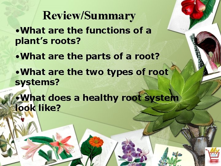 Review/Summary • What are the functions of a plant’s roots? • What are the