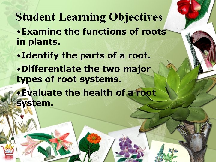 Student Learning Objectives • Examine the functions of roots in plants. • Identify the