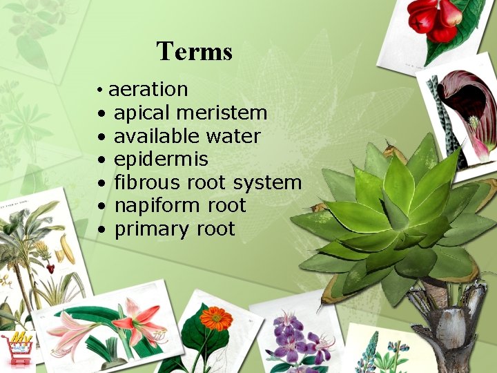 Terms • aeration • apical meristem • available water • epidermis • fibrous root