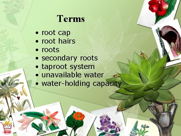 Terms • • root cap root hairs roots secondary roots taproot system unavailable water-holding