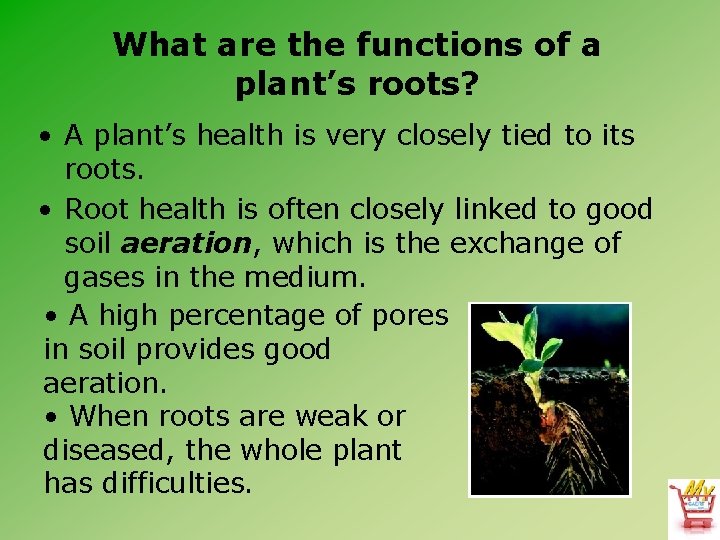 What are the functions of a plant’s roots? • A plant’s health is very