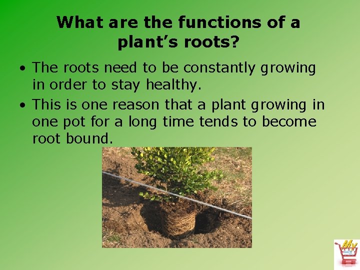 What are the functions of a plant’s roots? • The roots need to be