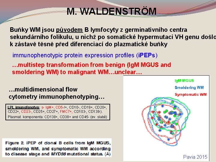 M. WALDENSTRÖM Buňky WM jsou původem B lymfocyty z germinativního centra sekundárního folikulu, u