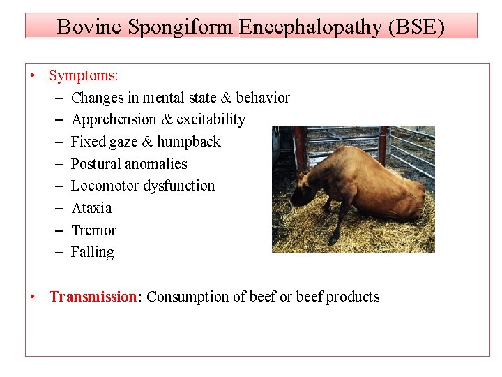 Bovine Spongiform Encephalopathy (BSE) • Symptoms: – Changes in mental state & behavior –