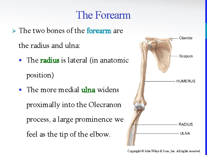 The Forearm Ø The two bones of the forearm are the radius and ulna: