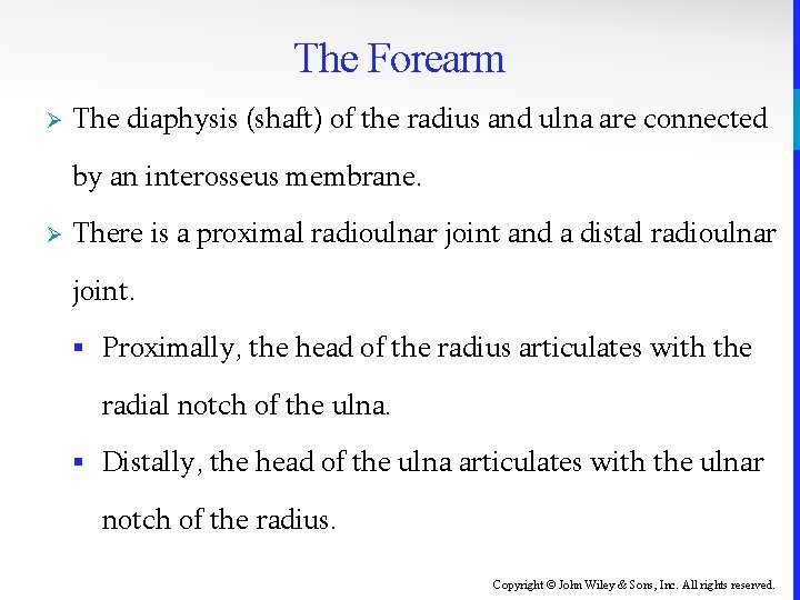 The Forearm Ø The diaphysis (shaft) of the radius and ulna are connected by