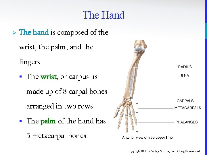 The Hand Ø The hand is composed of the wrist, the palm, and the