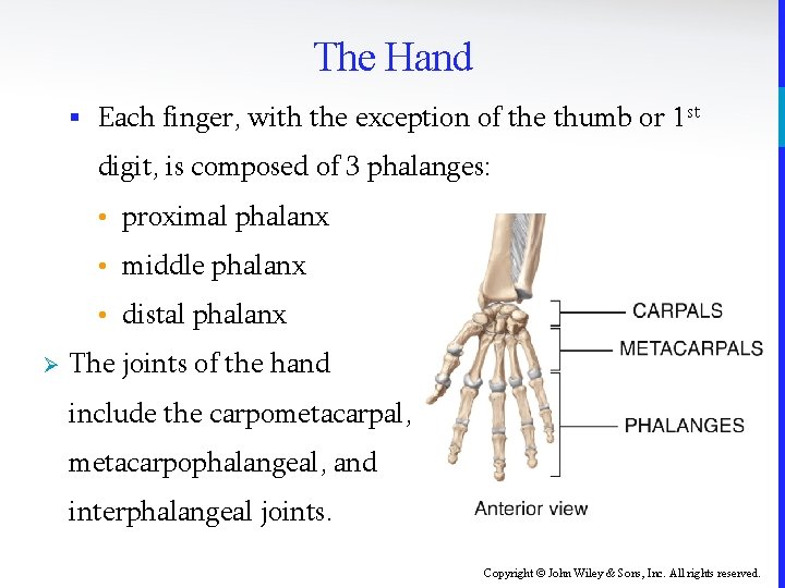 The Hand § Each finger, with the exception of the thumb or 1 st