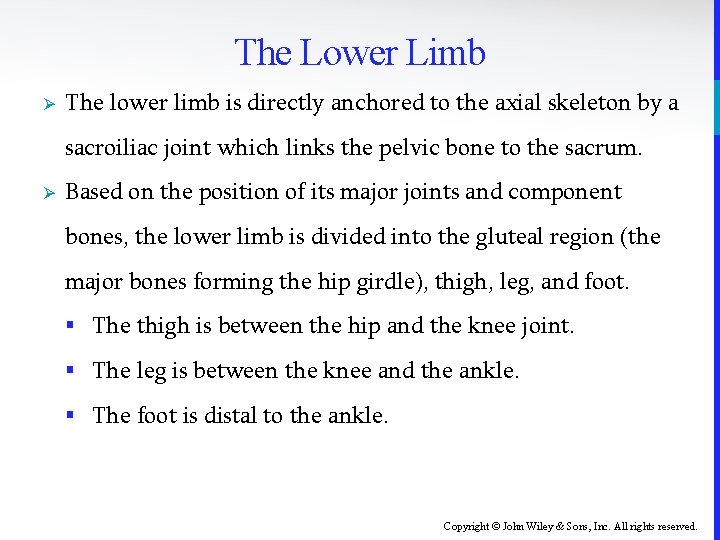 The Lower Limb Ø The lower limb is directly anchored to the axial skeleton