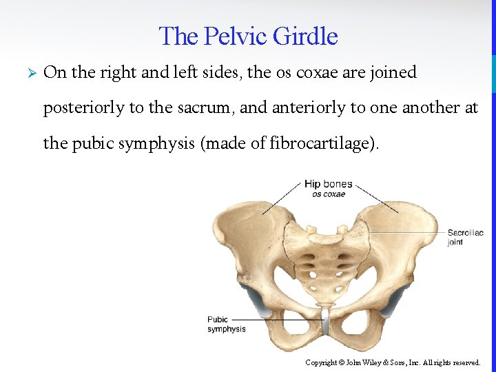 The Pelvic Girdle Ø On the right and left sides, the os coxae are