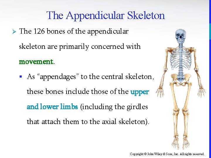 The Appendicular Skeleton Ø The 126 bones of the appendicular skeleton are primarily concerned