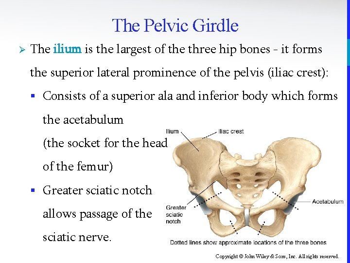 The Pelvic Girdle Ø The ilium is the largest of the three hip bones