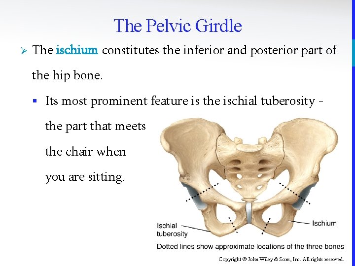 The Pelvic Girdle Ø The ischium constitutes the inferior and posterior part of the