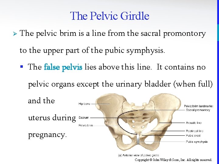 The Pelvic Girdle Ø The pelvic brim is a line from the sacral promontory