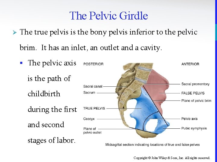 The Pelvic Girdle Ø The true pelvis is the bony pelvis inferior to the