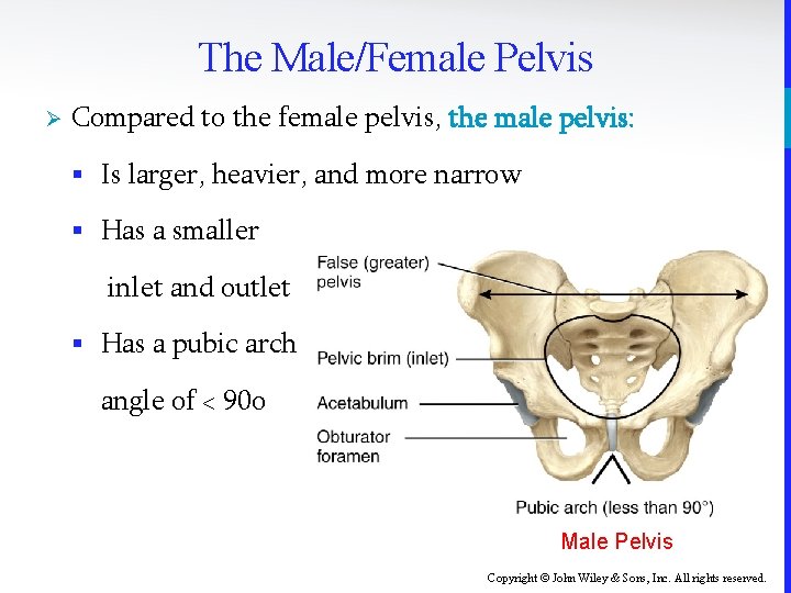 The Male/Female Pelvis Ø Compared to the female pelvis, the male pelvis: § Is