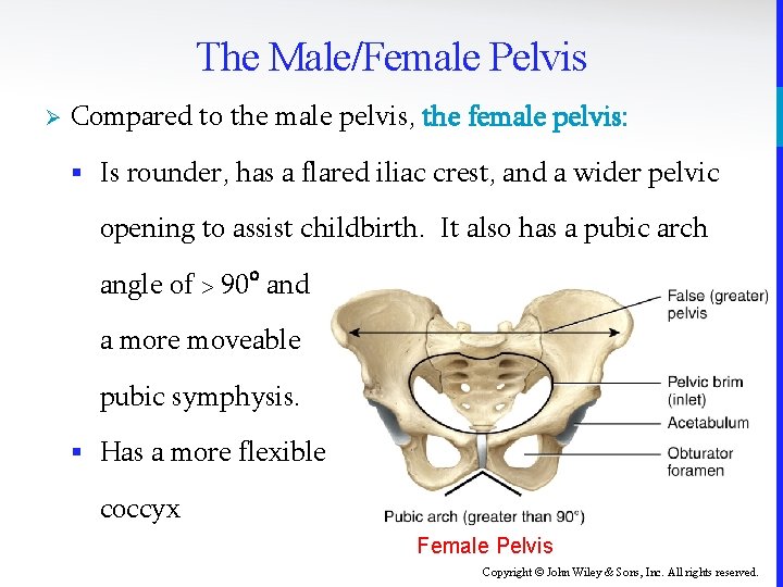 The Male/Female Pelvis Ø Compared to the male pelvis, the female pelvis: § Is