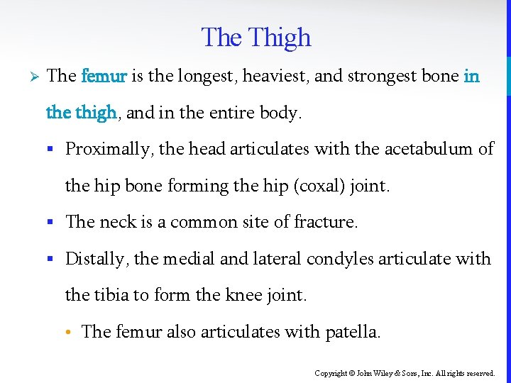 The Thigh Ø The femur is the longest, heaviest, and strongest bone in the