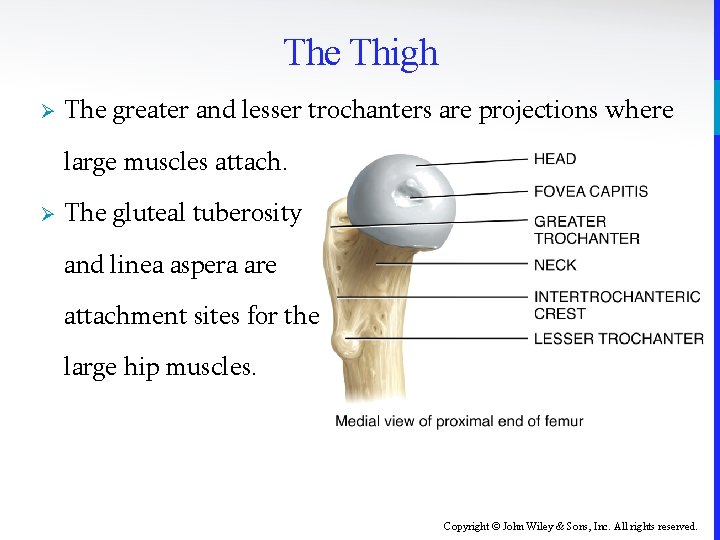 The Thigh Ø The greater and lesser trochanters are projections where large muscles attach.