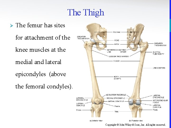 The Thigh Ø The femur has sites for attachment of the knee muscles at