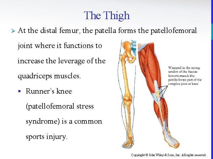 The Thigh Ø At the distal femur, the patella forms the patellofemoral joint where