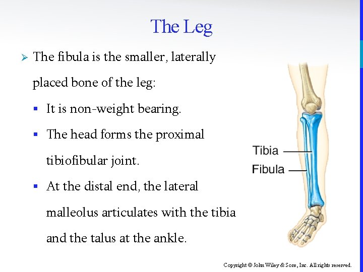 The Leg Ø The fibula is the smaller, laterally placed bone of the leg: