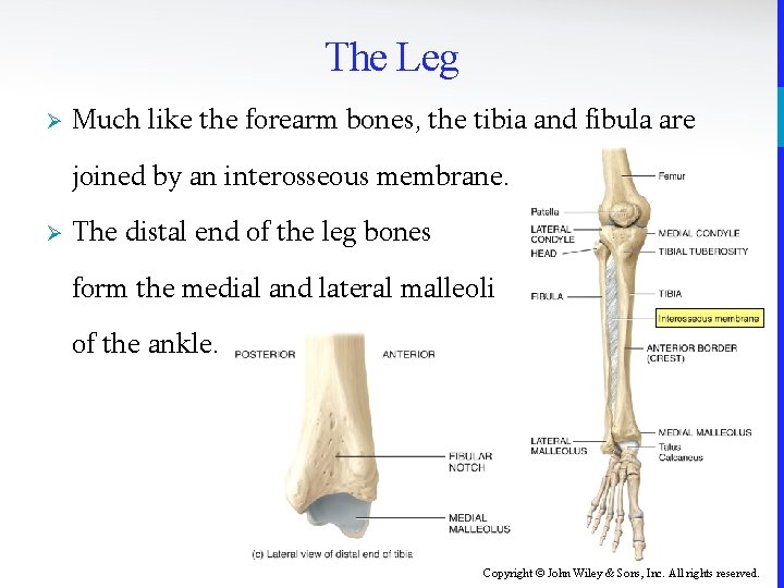 The Leg Ø Much like the forearm bones, the tibia and fibula are joined