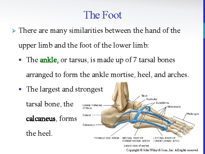 The Foot Ø There are many similarities between the hand of the upper limb