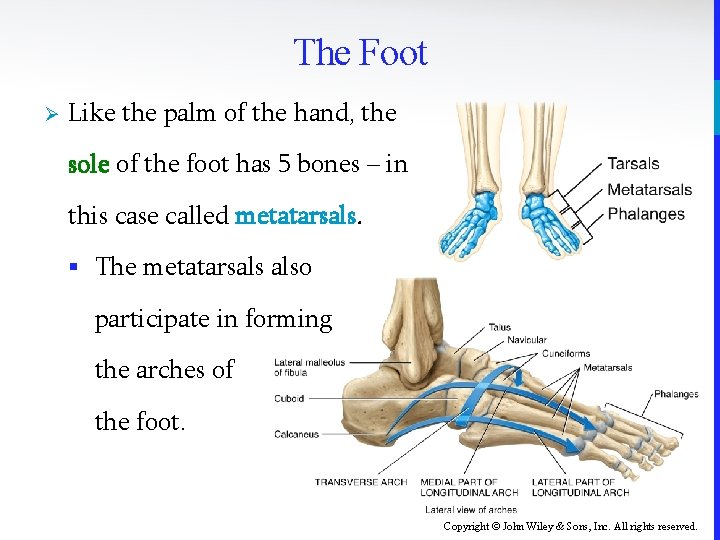 The Foot Ø Like the palm of the hand, the sole of the foot