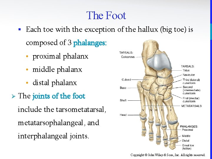 The Foot § Each toe with the exception of the hallux (big toe) is