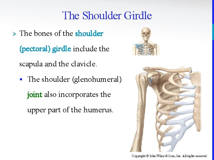 The Shoulder Girdle Ø The bones of the shoulder (pectoral) girdle include the scapula